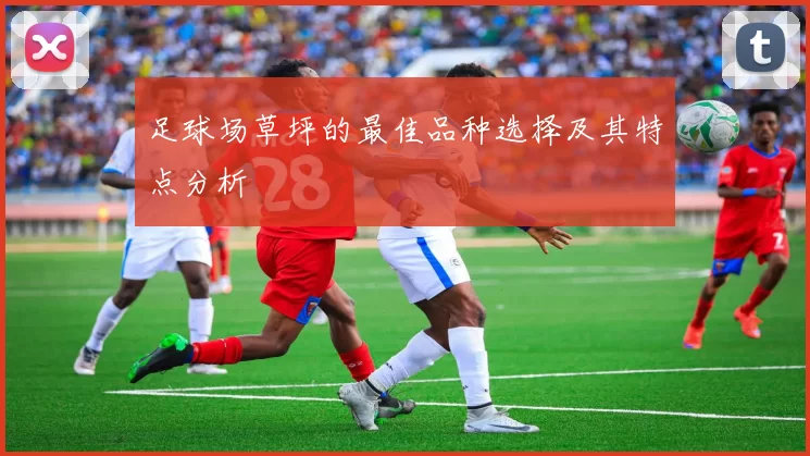 足球场草坪的最佳品种选择及其特点分析